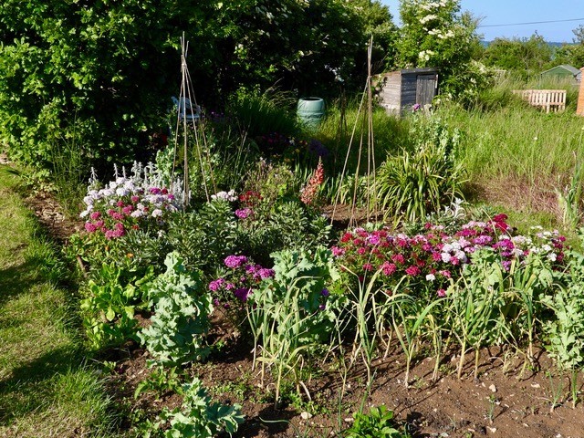 Allotment Summer 2022 15